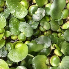 水草 ホテイアオイ③