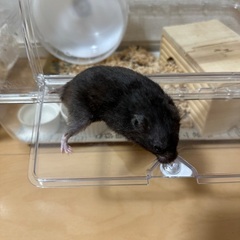 【クロクマハムスター】里親募集
