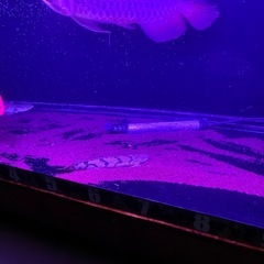 熱帯魚、古代魚、の画像