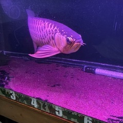 熱帯魚、古代魚、