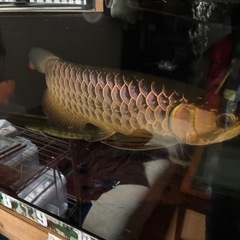 熱帯魚、古代魚、の画像
