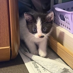 3匹子猫(黒猫・ハチワレ) 里親募集中🐈🐾 