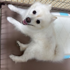 ポメラニアン
