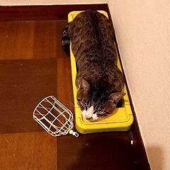 里親募集 - 猫
