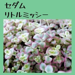 受付中/リトルミッシー カット苗 セダム　多肉