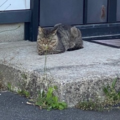 迷い猫です