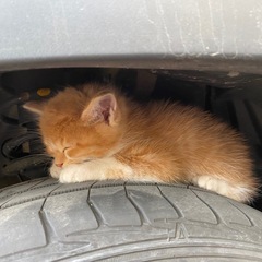 子猫　　決まりました