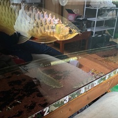 1500×600×450大型水槽、水槽、古代魚、熱帯魚の画像