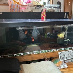 1500×600×450大型水槽、水槽、古代魚、熱帯魚