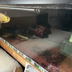 1500×600×450大型水槽、水槽、古代魚、熱帯魚の画像