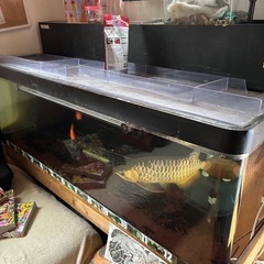 1500×600×450大型水槽、水槽、古代魚、熱帯魚の画像