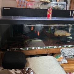 1500×600×450大型水槽、水槽、古代魚、熱帯魚の画像