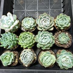 ②多肉植物　１２苗