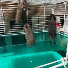 デグーの里親を募集します。