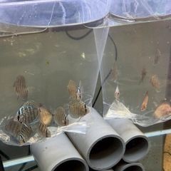 ディスカス