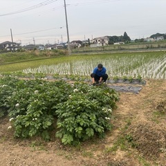 新　ジャガ