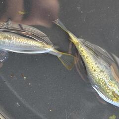 人気メダカ　激安出品　道三めだか様作出　ヒミツヘイキ　稚魚（針子）有精卵　120生体以上入ったバケツをそのまんまお渡し致します！（もしくは60生体以上）　早い者得。の画像