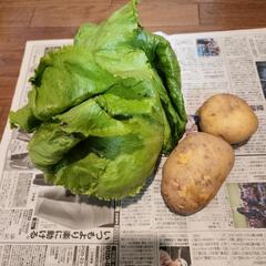 野菜