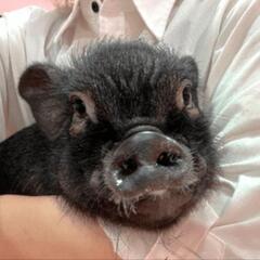 ※交渉中※ミニブタくん里親さん