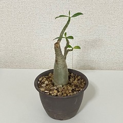 アデニウム