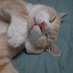 【一時募集停止】飼い主施設入所のため里親さん急募