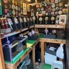 【五桜メダカ】 6月10日　横須賀めだか無人販売