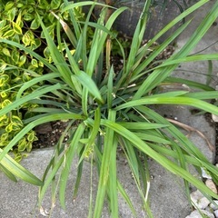 カレックス　バニーブルー