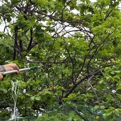 6/11　青梅　2キロ　無農薬、無選別、熟度大きさ色々の画像