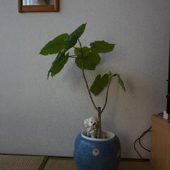 観葉植物】フィカス・ウンベラータ　5,000円