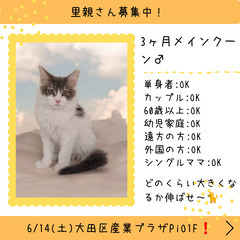 里親募集中！3ヶ月メインクーン♂(⋈◍＞◡＜◍)。✧♡