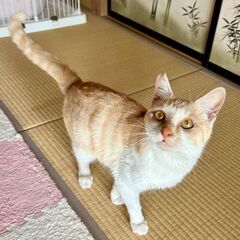 とても穏やかな茶白の男の子