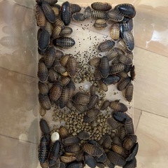 デュビア【値下げしました】