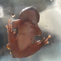 ピエロツリーフロッグメスアダルト
 の画像