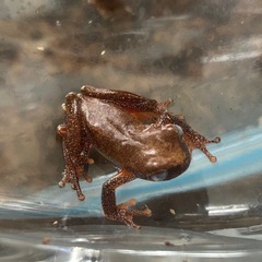 ピエロツリーフロッグメスアダルト
 の画像