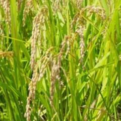 令和7年産 2025年産 ヒノヒカリ 玄米 1袋30kg 予約 ...