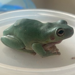 イエアメガエルブルーメスアダルトの画像
