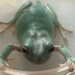 イエアメガエルブルーメスアダルト