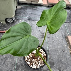 観葉植物 シマクワズイモ  園芸　ガーデニング