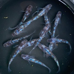 ①メダカ　白ブチラメ幹之サフィア系　6ペア(12匹) (画像個体現物)