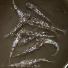 ②メダカ　白ブチラメ幹之サフィア系　6ペア(12匹) (画像個体現物)