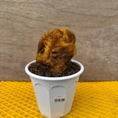 タカワラビ  キンモウコウ  ゴールデンチャウチャウ  観葉植物