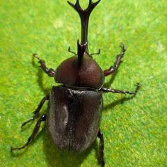 カブトムシペア