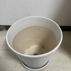 植木鉢 8号  24センチの画像