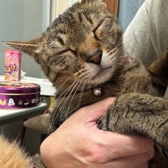 可愛いニャンコ達に 新しい家族様を(๑•̀ㅂ•́)و✧ - 加古川市