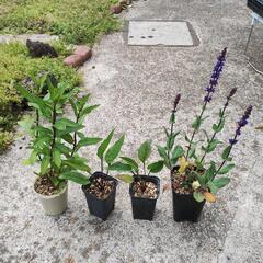 交渉中　花の苗　三尺バーベナ エキナセア ブルーサルビア
