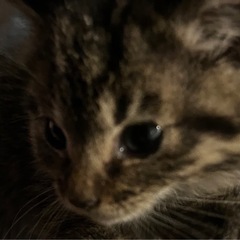 譲渡依頼🐱 - 深谷市