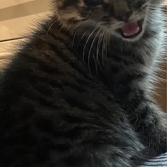 譲渡依頼🐱 − 埼玉県