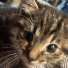 譲渡依頼🐱