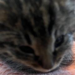 譲渡依頼🐱 - 里親募集