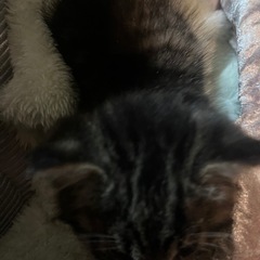譲渡依頼🐱 - 猫